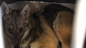 Yaralı çakal ameliyat edildi