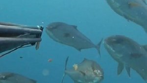 Akya sürüsüyle karşılaşan rekortmen dalgıç, su altı kamerasıyla kaydetti