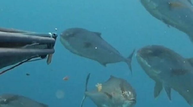 Akya sürüsüyle karşılaşan rekortmen dalgıç, su altı kamerasıyla kaydetti