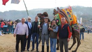 Alaşehir'de deve güreşleri ilgi gördü