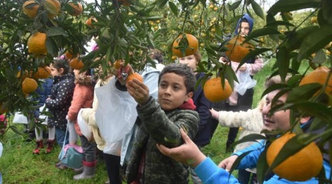 Bodrum'da ilkokul öğrencileri mandalina hasadı yaptı