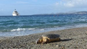 Bodrum'da sahile ölü caretta caretta vurdu