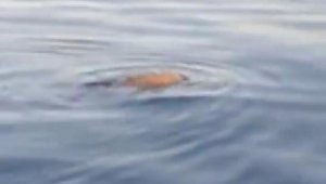 Çanakkale'de boğazda görülen caretta caretta, Marmara için umut oldu