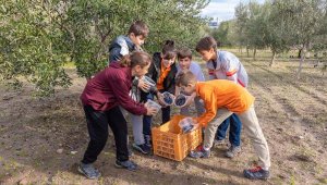 Çocukların zeytin hasadı sevinci