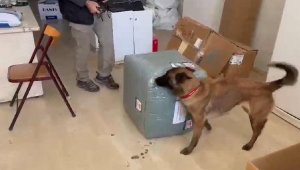 Elektrik süpürgesindeki 2,7 kilo esrarı 'Coco' buldu