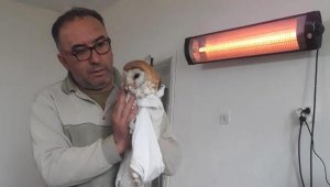 Havuza düşen baykuş kurtarılıp doğal ortamına bırakıldı