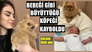 İzmir'de kaybolan köpeği bulana ödül var