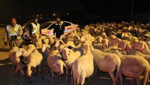 Jandarmanın sürü kazalarını önleme projesi: Reflektörlü küpe