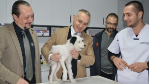 Kayıp Golgi, 250 km uzakta çipi sayesinde bulundu