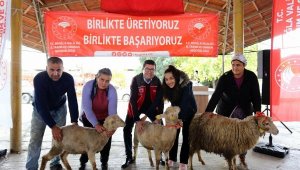 Muğla'da 60 kadın üreticiye 600 koyun ve 24 koç verildi