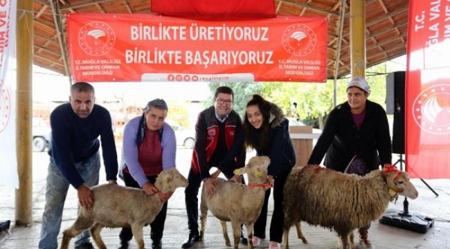 Muğla'da 60 kadın üreticiye 600 koyun ve 24 koç verildi