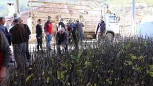 Muğla'da incir yetiştiriciliğini arttıracak proje