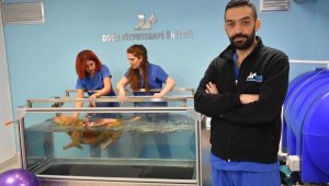 Otomobilin çarptığı 'Moka' hayvanseverlerin desteğiyle sağlığına kavuştu