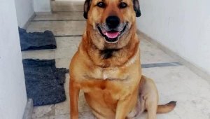 'Paşa' isimli köpeği öldürüp, sahibini de tehdit eden sanığa 5 yıl 9 ay hapis