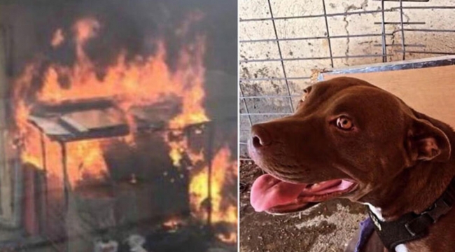 Pitbull cinayeti: Köpeği öldürdüğünü bana anlattı