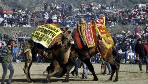 Renkli görüntüler! Buharkent'te 150 deve güreşti; 10 bin kişi izledi