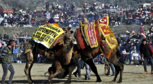 Renkli görüntüler! Buharkent'te 150 deve güreşti; 10 bin kişi izledi