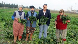 Salihli Ovası'nda hasat yoğunluğu