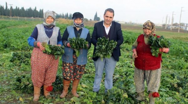Salihli Ovası'nda hasat yoğunluğu