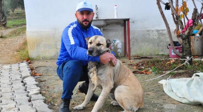 Vurulan köpekte zehirlenme ve sakat kalma tehlikesi