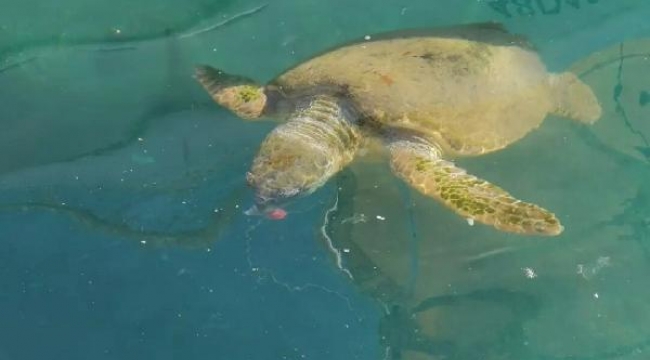 Yaralı caretta carettaya tedavi