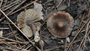 Yeni keşfedilen mantar türüne Kuşadası adı verildi