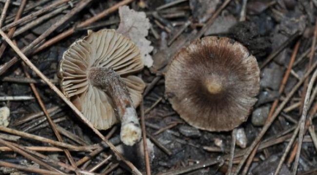 Yeni keşfedilen mantar türüne Kuşadası adı verildi