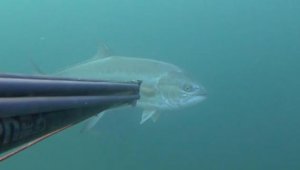 Zıpkınla 1.5 metre boyunda akya balığı avladı