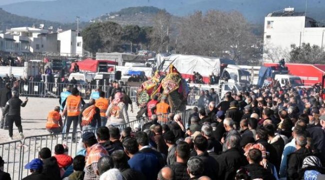 7. Geleneksel Edremit Deve Güreşleri Festivali'ne yoğun ilgi