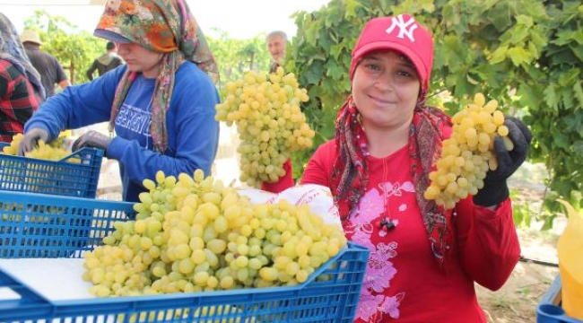 Alaşehir'den 2022 yılında 186 bin tonu yaş üzüm ihracatı