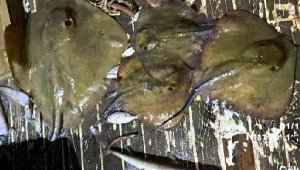 Avlanması yasak camgöz ve vatozlar ele geçirildi