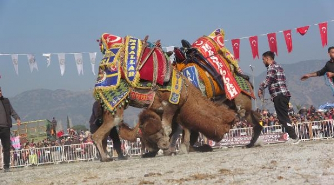 Aydın'da yılın ilk deve güreşi, patlama nedeniyle davul zurnasız yapıldı