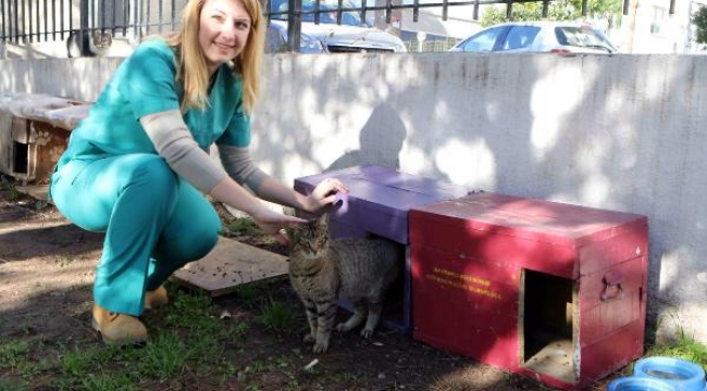 Bayraklı Belediyesi'nden can dostlara mama ve su dağıtımı