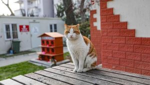 Bayraklı'da sokak hayvanlarına sıcak yuva