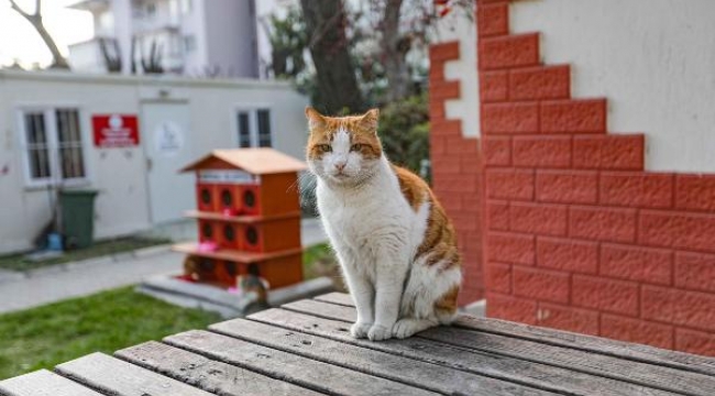 Bayraklı'da sokak hayvanlarına sıcak yuva