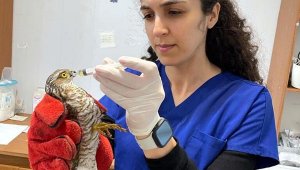 Bodrum Belediyesi ekipleri yaralı iki şahini tedaviye aldı