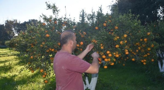 Bodrum mandalinasında hasat başladı