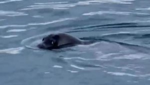 Bodrum'da Akdeniz foku görüntülendi