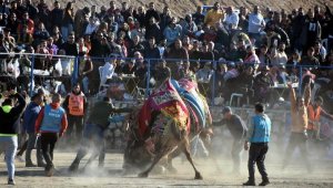 Bodrum'da festival! 150 deve güreşti; binlerce kişi izledi