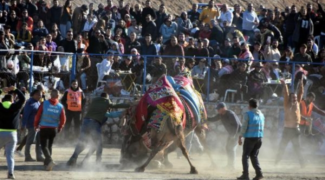 Bodrum'da festival! 150 deve güreşti; binlerce kişi izledi