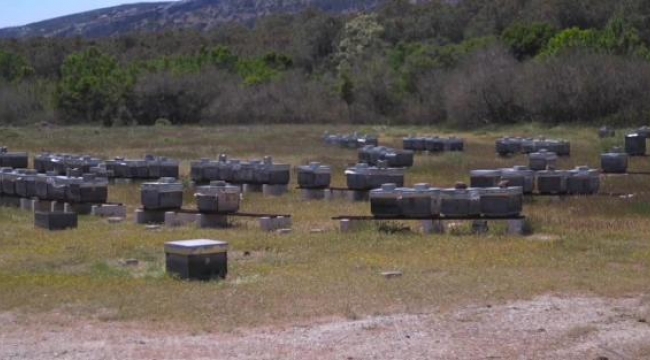 Çanakkale kovan başına bal verimliliğinde Türkiye'de 2'nci sırada