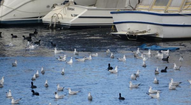 Çanakkale'de lodos Sarıçay'da 'ölü yosunları' artırıp, adacık oluşturdu