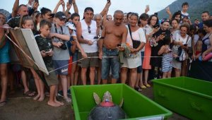 Caretta caretta 'Tuba'yı 7 milyon 767 bin kişi izledi