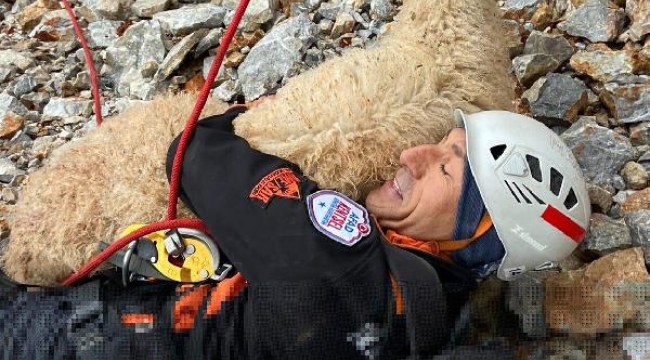 Datça'da kayalıklarda mahsur kalan gebe koyun kurtarıldı