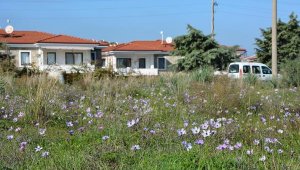 Datça'da kış mevsiminde baharın müjdecileri anemonlar açtı