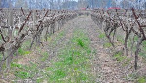 Ege Bölgesi'nde 5 il için 'zirai don' uyarısı