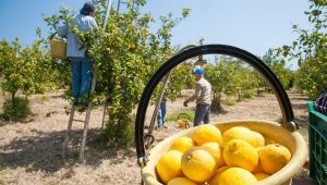 Ege'nin tarım ihracatı hedefi 10 milyar dolar