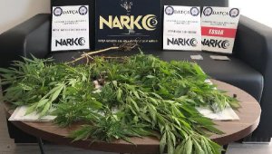 Evinde 8 kök hint keneviriyle yakalandı