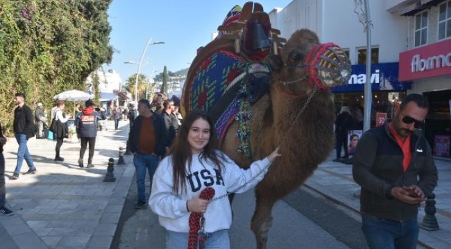 Festival öncesi develer Bodrum turuna çıktı