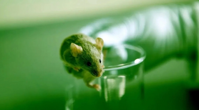 Gen tedavisiyle farelerin yaşam süresi iki kat arttı